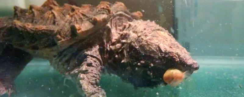 鳄龟对水质有什么要求，水质干净清爽即可