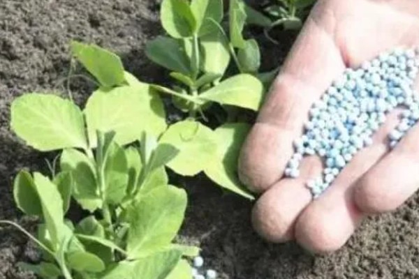 钾肥有什么种类，常见硫酸钾、磷酸二氢钾等类型