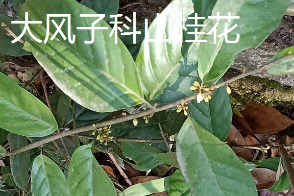山桂花简介，是一种常绿小乔木
