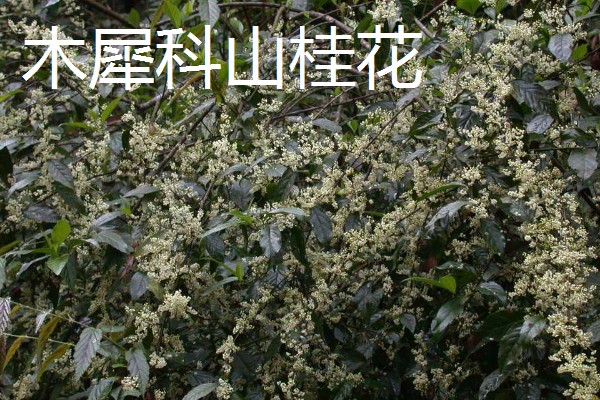 山桂花简介，是一种常绿小乔木