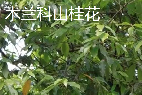 山桂花简介，是一种常绿小乔木