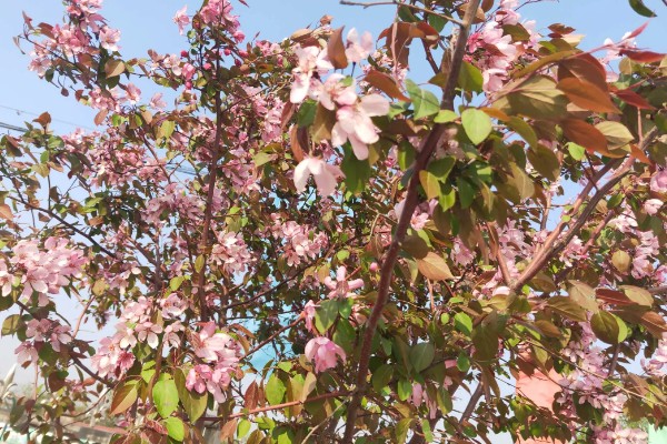 海棠树的开花时间,3-4月份开花