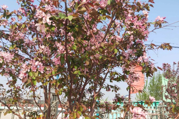 海棠树的开花时间,3-4月份开花