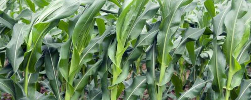田润889玉米种子特征特性，一次性播种全苗
