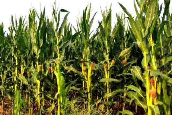 良农806玉米种子特点，中抗（MR）小斑病