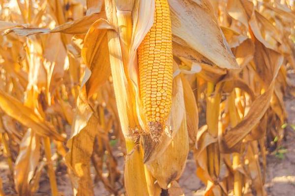 田润889玉米种子特征特性,一次性播种全苗