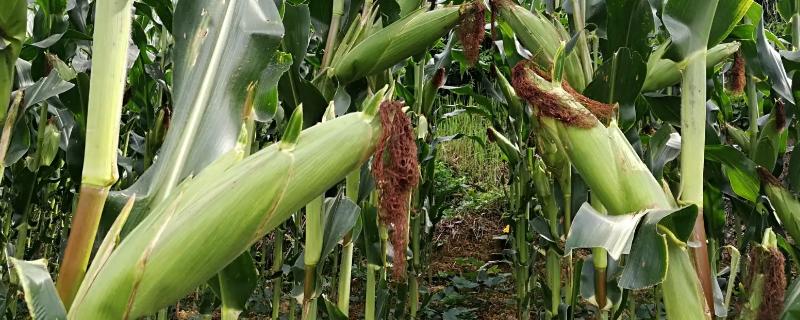 金卡1928玉米种子特点，中抗（MR）轮枝镰孢穗腐病