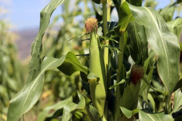 衡玉9186玉米种子特征特性，适宜播种期6月上中旬