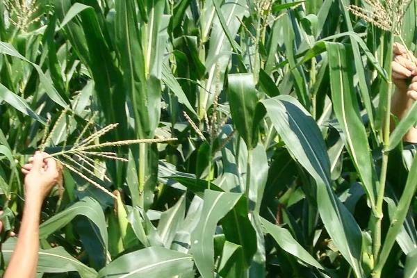 荟甜8号玉米种子介绍，中抗小斑病