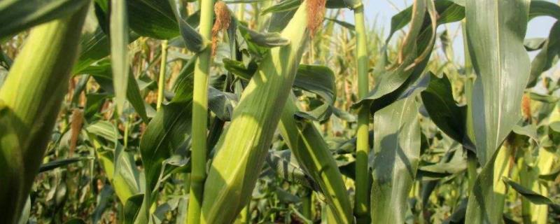 荟甜8号玉米种子介绍，中抗小斑病
