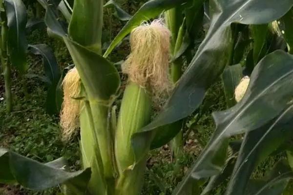 恒泰886玉米品种的特性，全生育期叶片数20