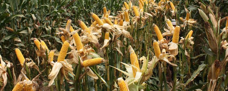 皆丰1855玉米种子特点，密度5000株/亩左右