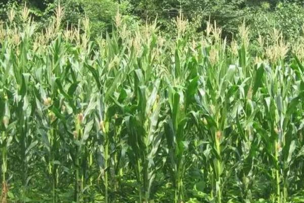 邯玉218玉米品种的特性,适宜播种期6月上中旬