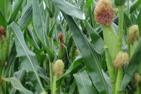 农大372玉米种子介绍，密度5000株/亩左右