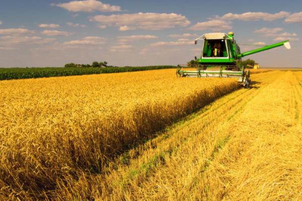 中麦678小麦种子特点，每亩适宜基本苗18万—22万