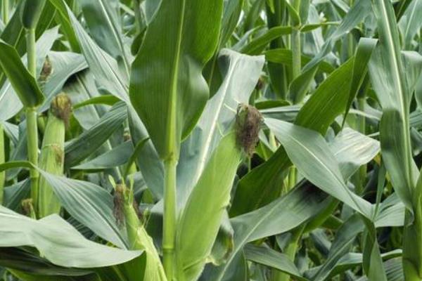 皖农科青贮8号玉米种子特征特性,中抗弯孢叶斑病