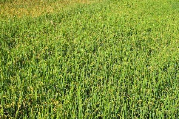 馥香两优135水稻种子特征特性，全生育期早稻平均119.6天