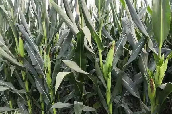 宏花糯116玉米品种简介