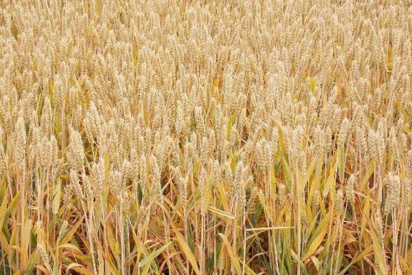 郑隆159小麦品种的特性，每亩适宜基本苗16万—22万