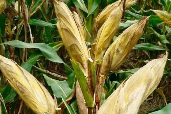 衡玉9186玉米种子特征特性，适宜播种期6月上中旬