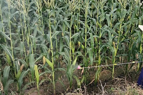 宏玉糯113玉米种子特点