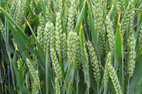 漯麦56小麦种子简介,每亩适宜基本苗18万—20万