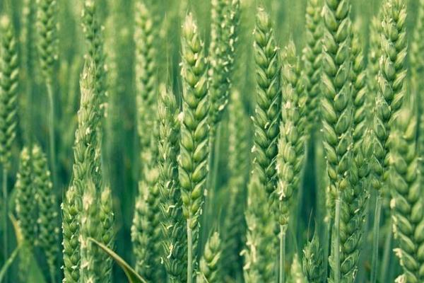 烟农1766小麦种子简介，全生育期225.8天