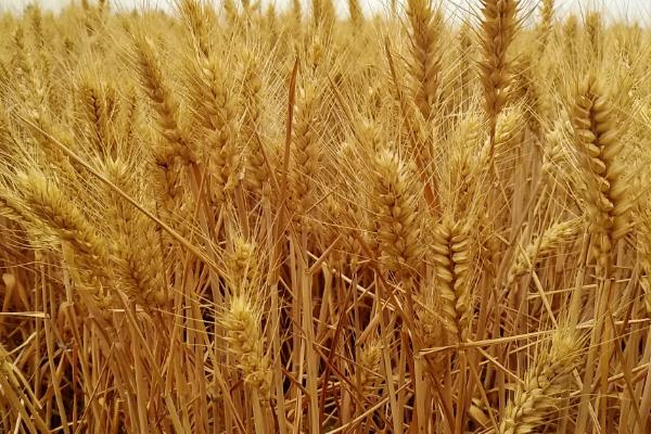 安科1902小麦品种简介，与对照品种周麦18熟期相当