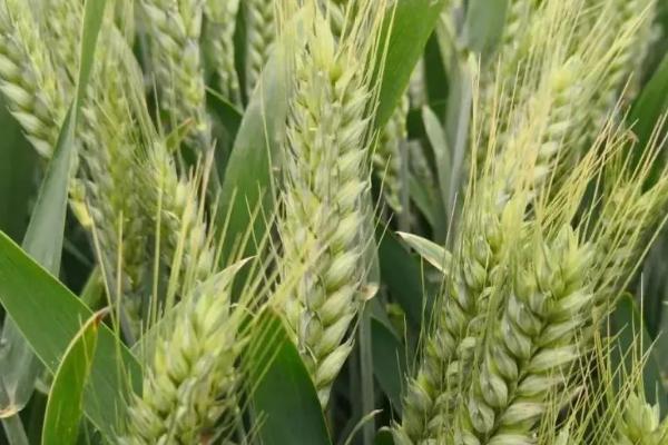 山农71小麦品种的特性，全生育期225.8天