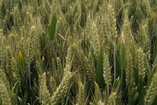 郑麦1926小麦种子介绍，与对照品种周麦36号熟期相当