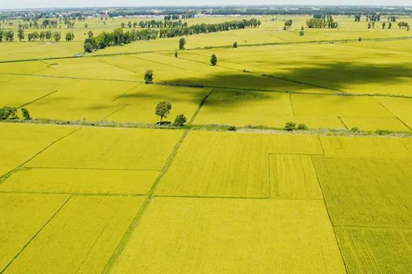 中安早35水稻种子简介，每亩有效穗数17.9万穗