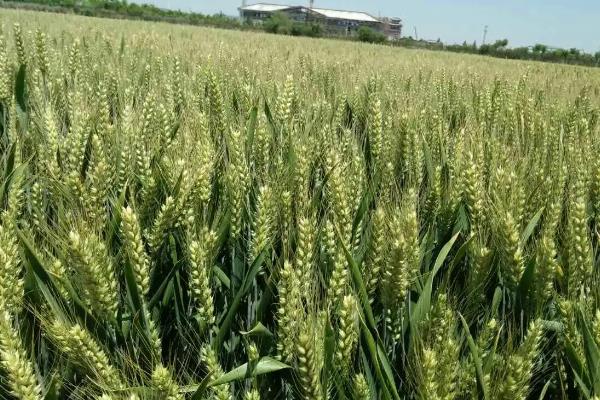 西农633小麦品种简介，每亩适宜基本苗16万—22万