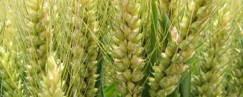 石麦36小麦种子简介，全生育期226.1天