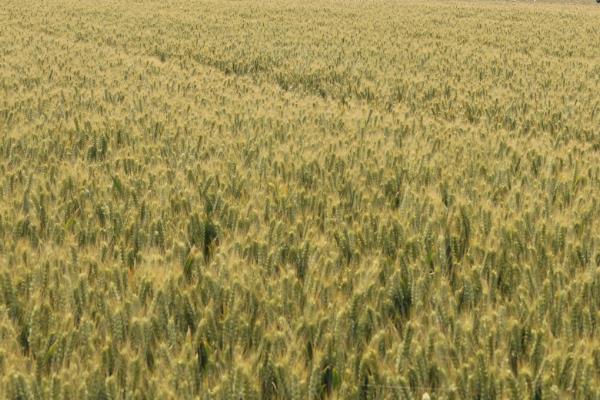 宛1390小麦种子简介,高抗叶锈病