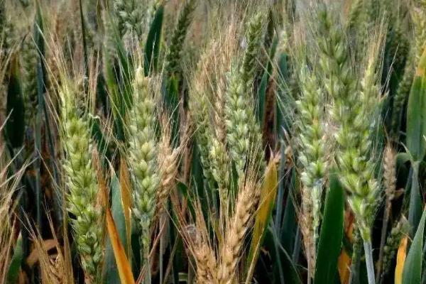 福海308小麦种子特点,每亩适宜基本苗16万—20万