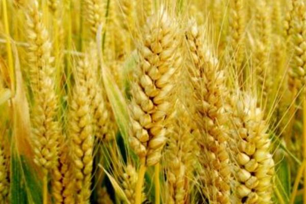 普冰06小麦品种的特性，每亩适宜基本苗18万—20万