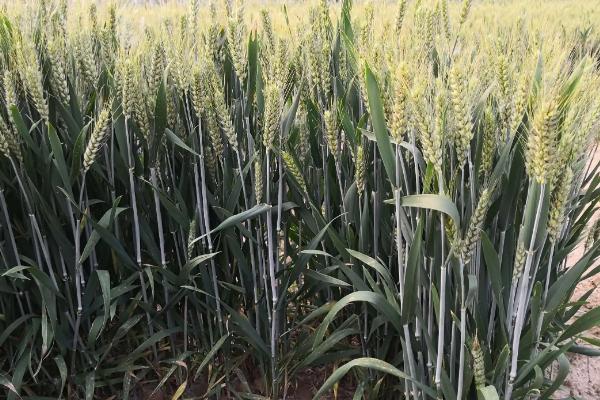 技丰麦218小麦种子介绍，每亩适宜基本苗16万—22万