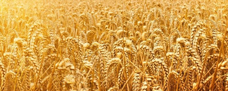 普冰06小麦品种的特性，每亩适宜基本苗18万—20万