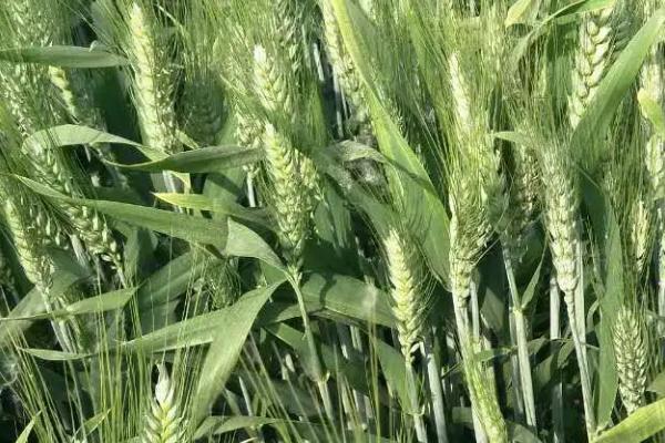 中科麦143小麦种子特点，全生育期194.4天