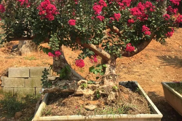 紫薇树不发芽是死了吗,可能还没有死