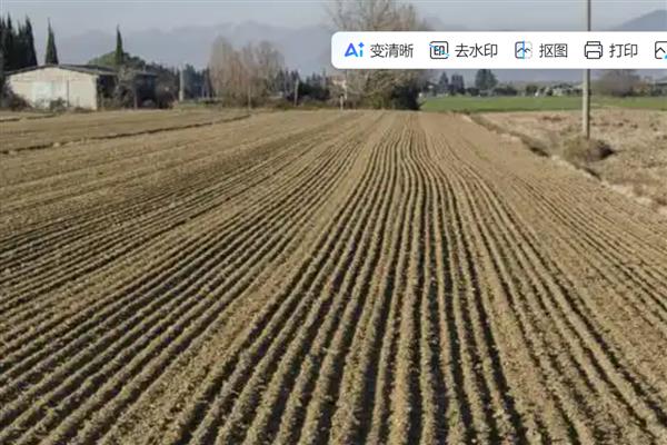 小麦的亩产量，通常能达到800-1200斤左右