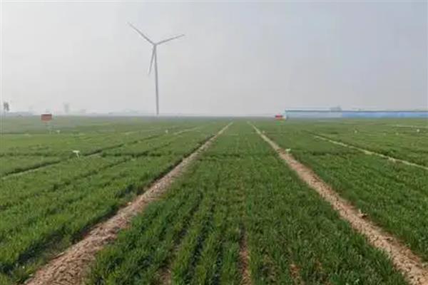 小麦的亩产量，通常能达到800-1200斤左右