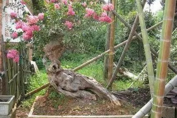 紫薇树不发芽是死了吗,可能还没有死