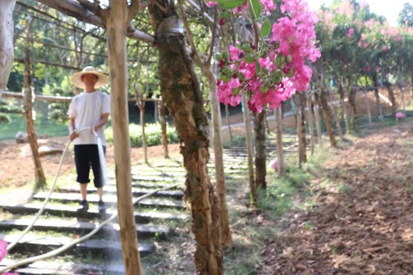 紫薇树不发芽是死了吗,可能还没有死