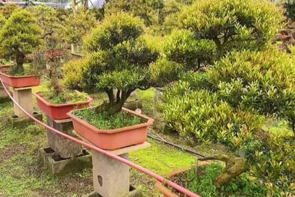 怎么养赤楠盆景，春秋两季可每隔七天浇一次水