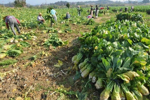 大头菜何时收获，一般在秋季会大量上市
