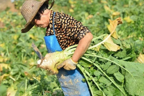 大头菜何时收获，一般在秋季会大量上市