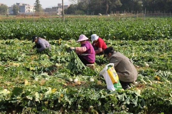大头菜何时收获，一般在秋季会大量上市