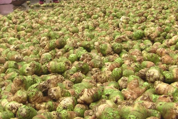 大头菜何时收获，一般在秋季会大量上市