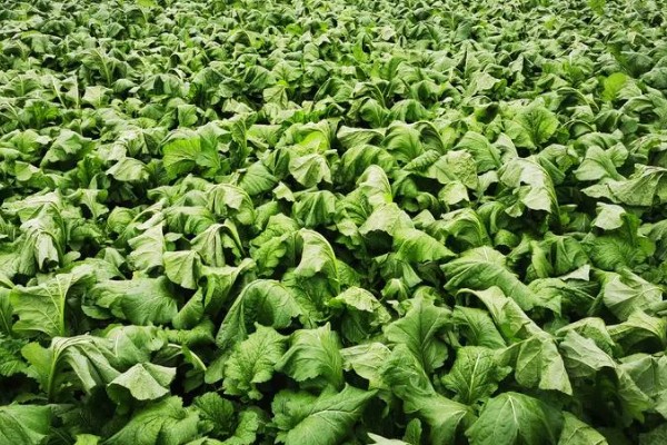 大头菜何时收获，一般在秋季会大量上市